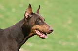 DOBERMANN 338